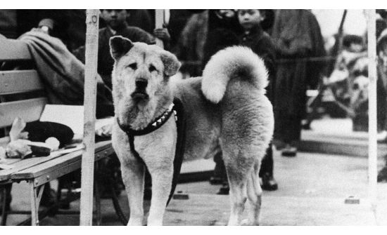 Хачико нохойн 100 насны ойг төрсөн хотод нь тэмдэглэнэ