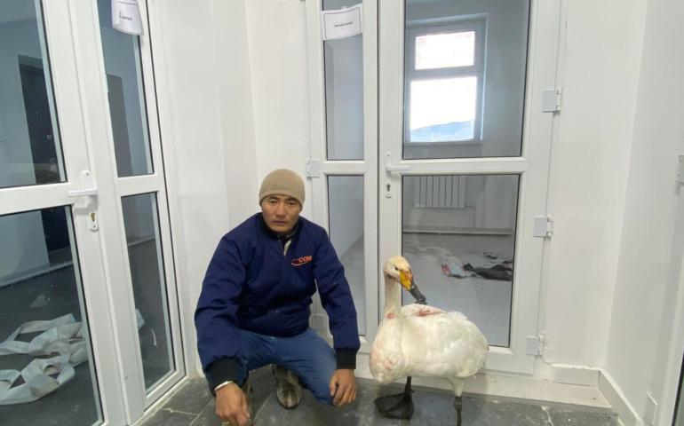 Завханд шархадсан хунг Увсад хүргэхээр болжээ